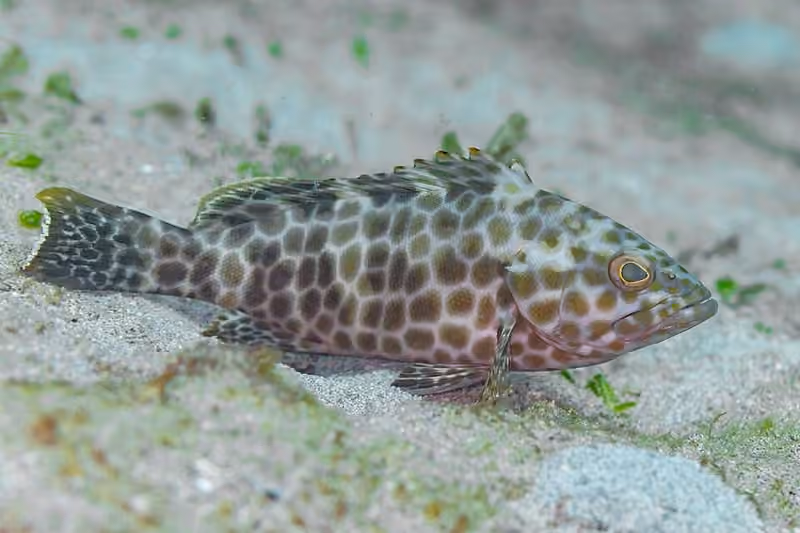 Dokumentasi Epinephelus quoyanus