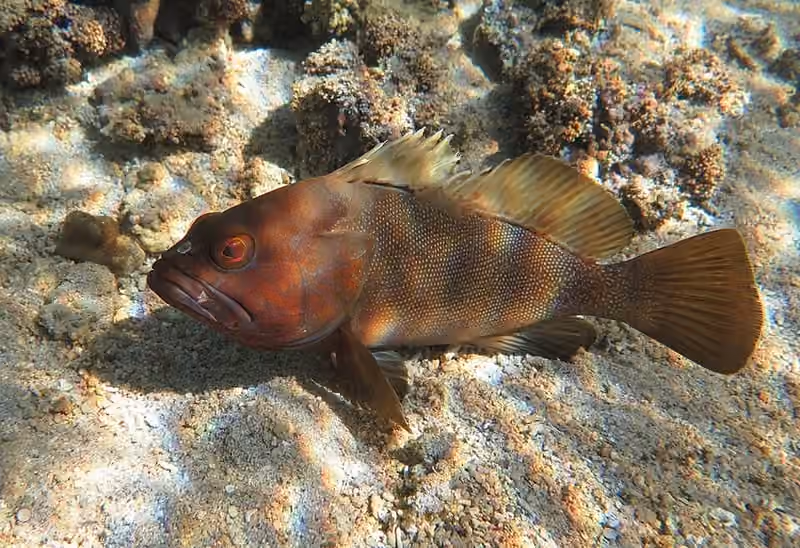 Dokumentasi Epinephelus rivulatus