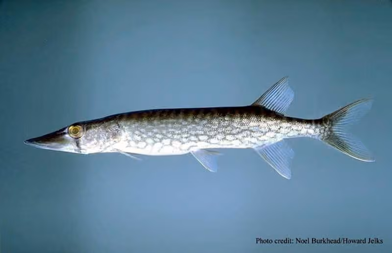 Dokumentasi Esox niger
