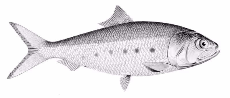 Ilustrasi dokumenter Ethmidium maculatum.