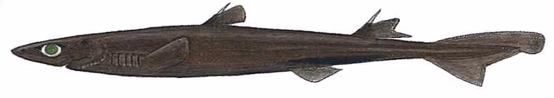 Dokumentasi Etmopterus pusillus