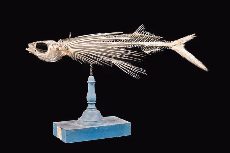 Dokumentasi Exocoetus volitans