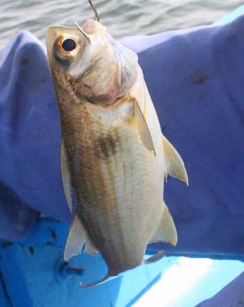 Dokumentasi Galeoides decadactylus