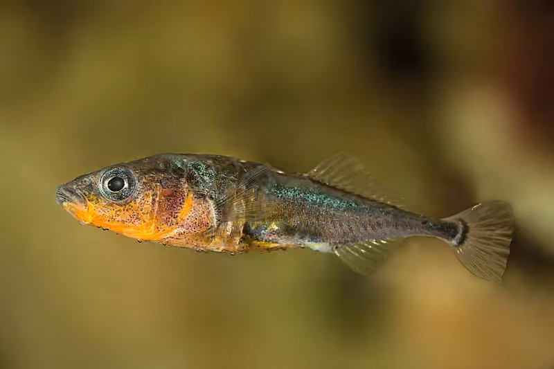 Dokumentasi Gasterosteus aculeatus