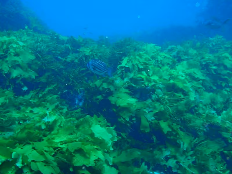 Dokumentasi Glaucosoma hebraicum