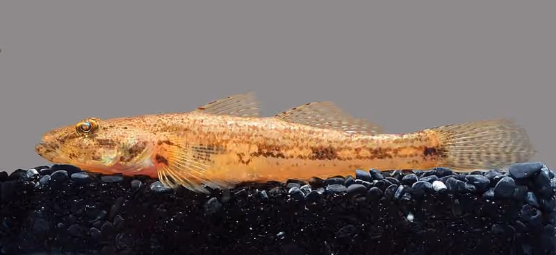 Dokumentasi Glossogobius giuris