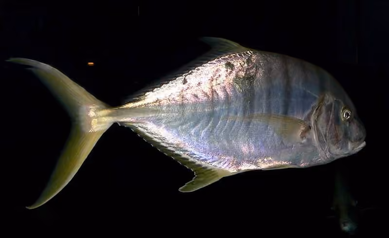 Dokumentasi Gnathanodon speciosus
