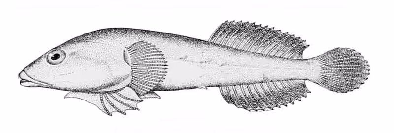 Ilustrasi dokumenter Gobiesox maeandricus.