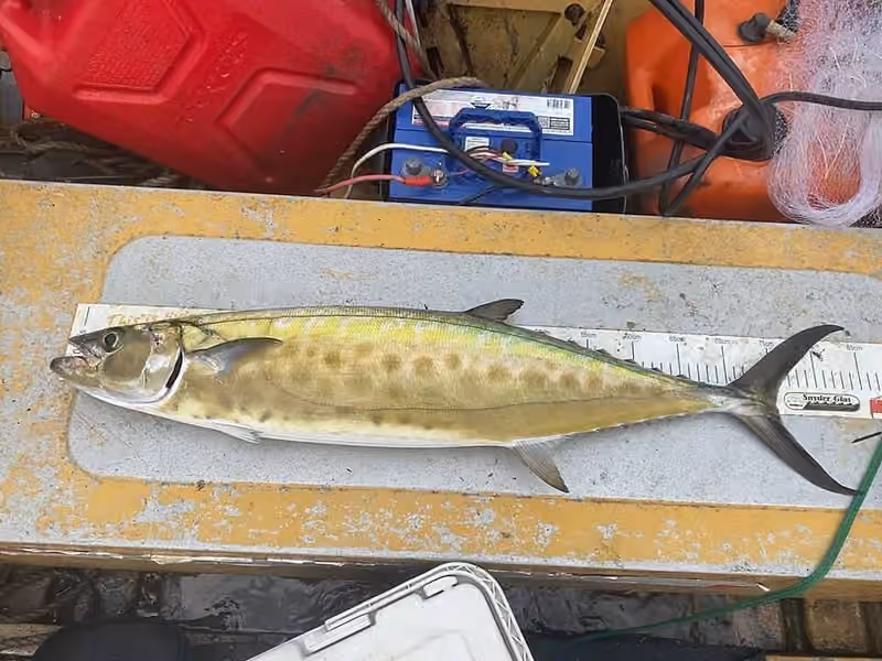 Dokumentasi Grammatorcynus bicarinatus