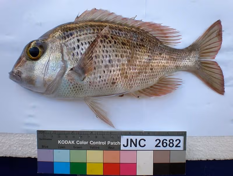 Dokumentasi Gymnocranius euanus