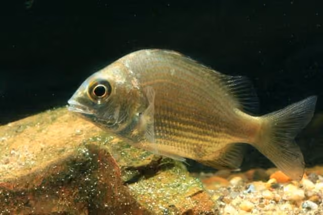 Dokumentasi Gymnocranius griseus