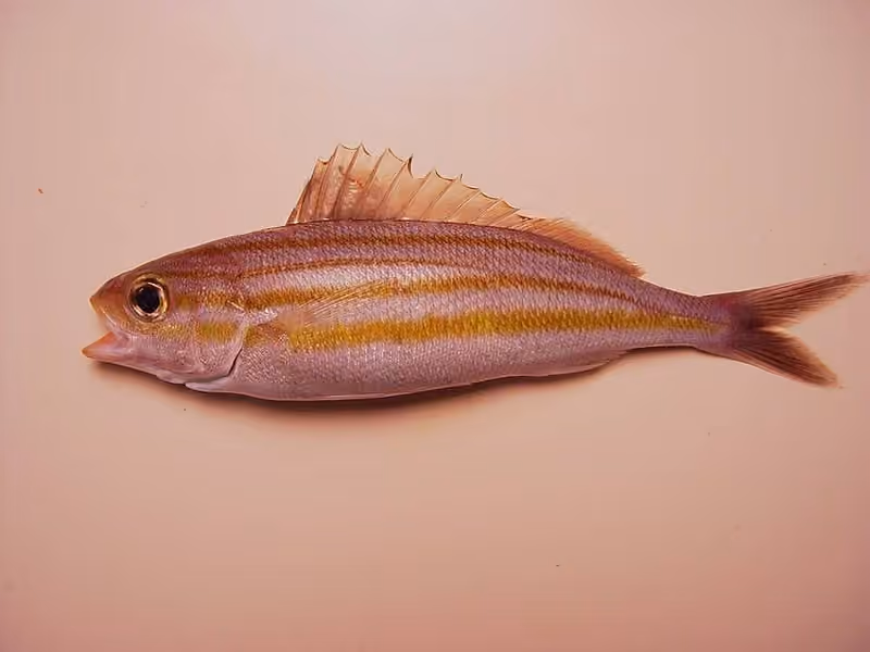 Dokumentasi Haemulon striatum