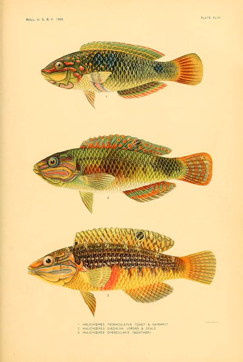 Dokumentasi Halichoeres margaritaceus