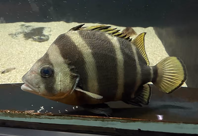 Dokumentasi Hapalogenys analis