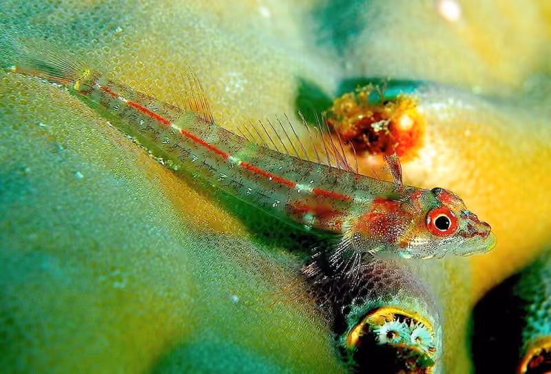 Dokumentasi Helcogramma gymnauchen
