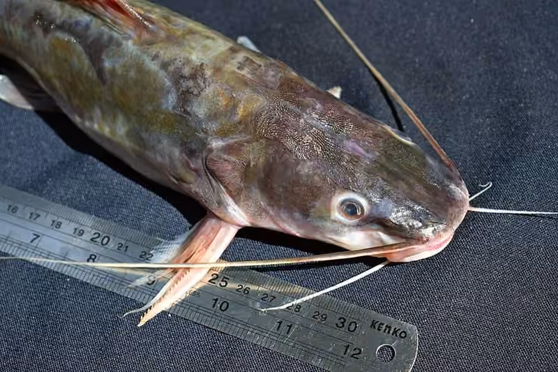 Dokumentasi Hemibagrus nemurus