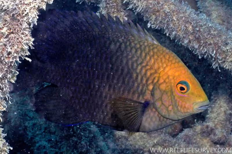 Dokumentasi Hemiglyphidodon plagiometopon