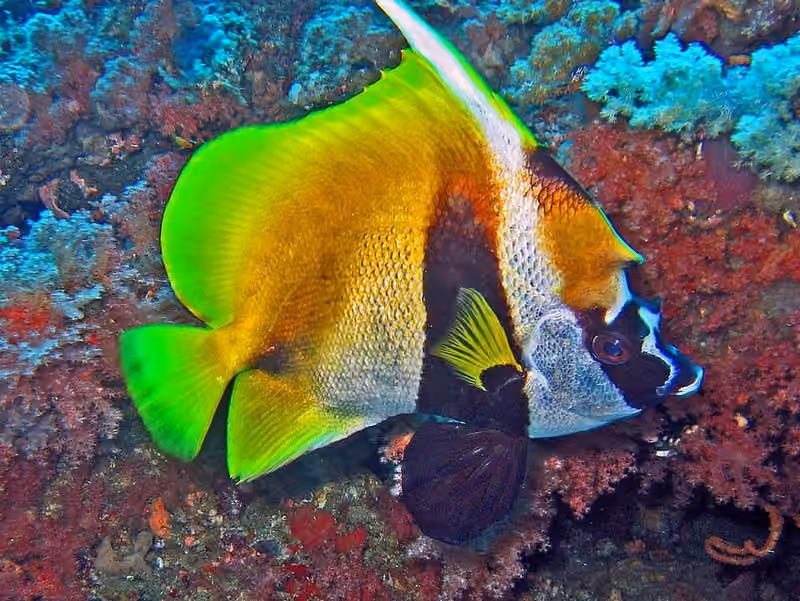 Dokumentasi Heniochus monoceros