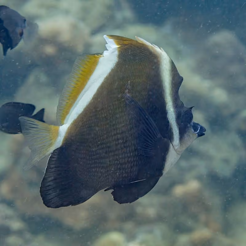 Dokumentasi Heniochus varius