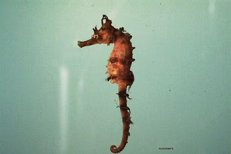 Dokumentasi Hippocampus erectus
