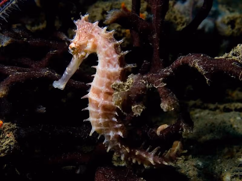 Dokumentasi Hippocampus histrix