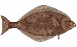 Ilustrasi dokumenter Hippoglossus stenolepis.