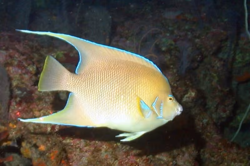 Dokumentasi Holacanthus bermudensis