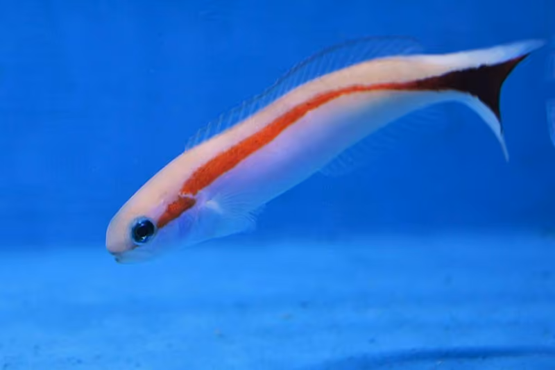 Dokumentasi Hoplolatilus marcosi