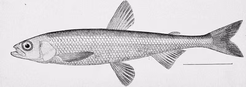 Ilustrasi dokumenter Hypomesus olidus berlabel Alaska Surf Smelt.