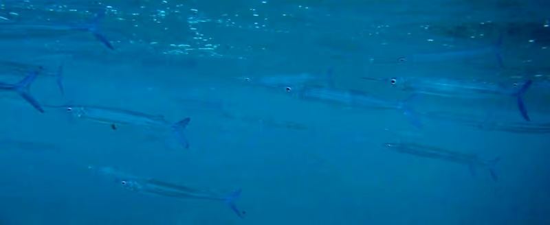 Dokumentasi Hyporhamphus affinis