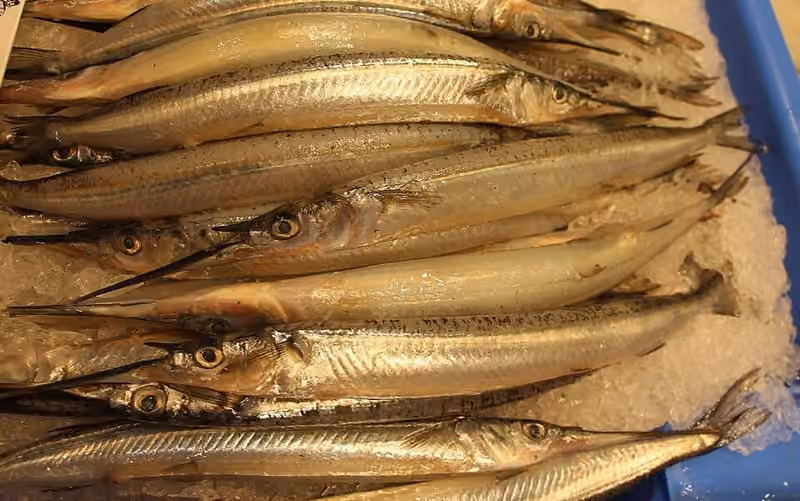 Dokumentasi Hyporhamphus australis