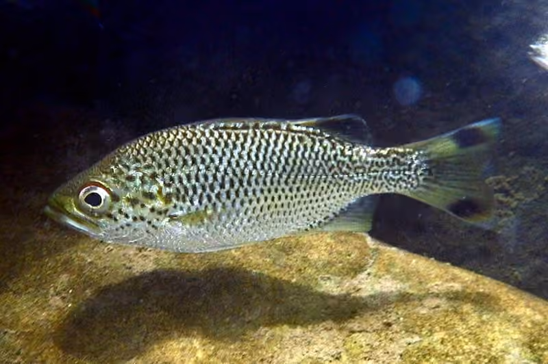 Dokumentasi Kuhlia rupestris