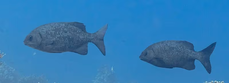 Dokumentasi Kyphosus cinerascens