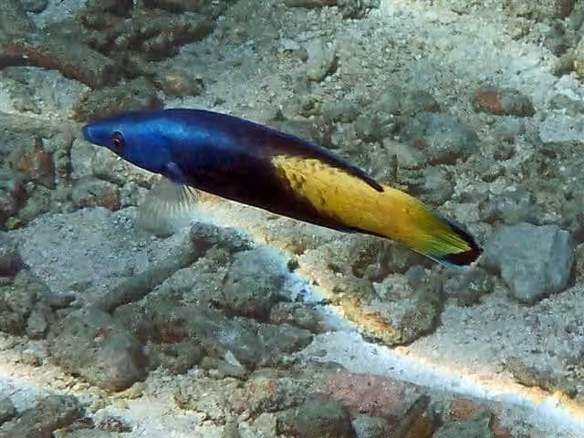 Dokumentasi Labroides bicolor
