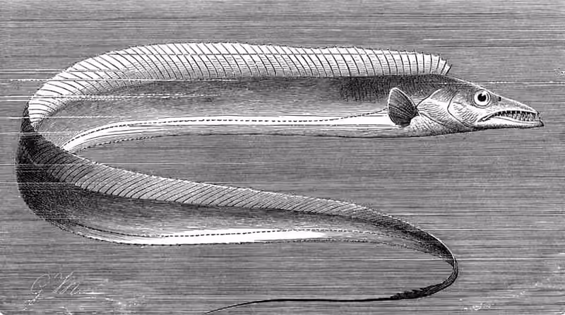 Ilustrasi dokumenter Lepidopus caudatus.