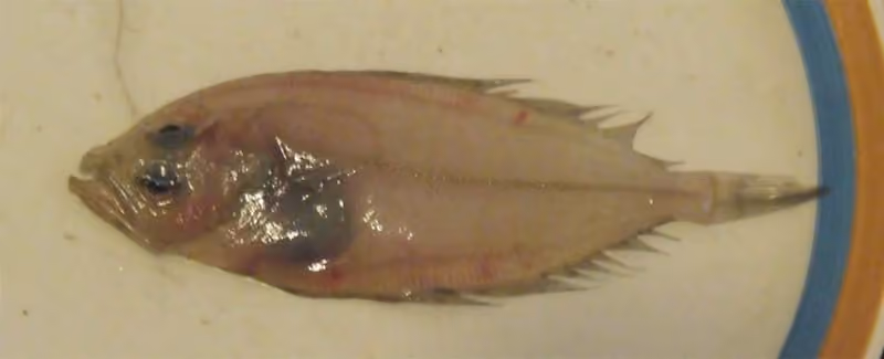 Dokumentasi Lepidorhombus whiffiagonis