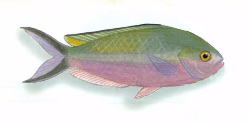Dokumentasi Lepidozygus tapeinosoma