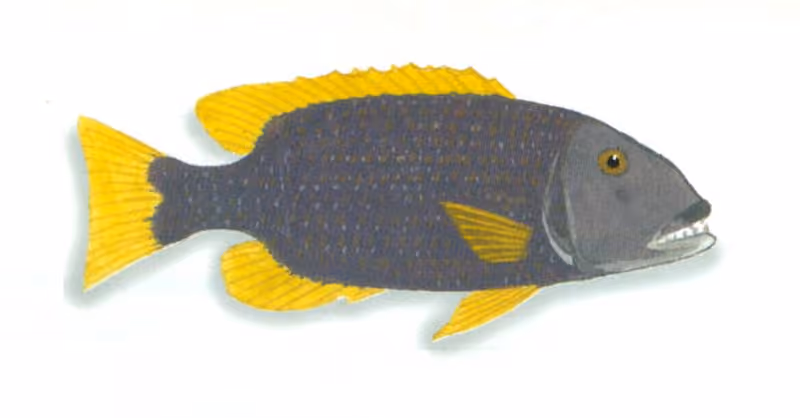 Dokumentasi Lethrinus erythracanthus