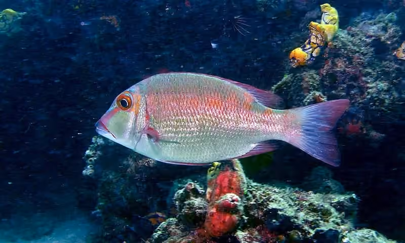 Dokumentasi Lethrinus erythropterus