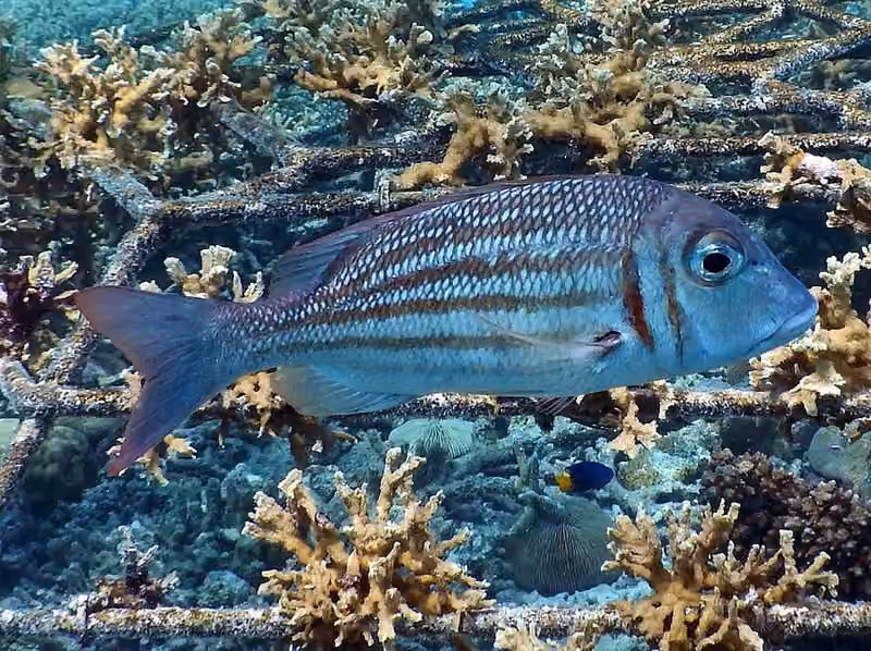 Dokumentasi Lethrinus ornatus