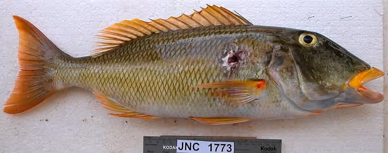 Dokumentasi Lethrinus xanthochilus