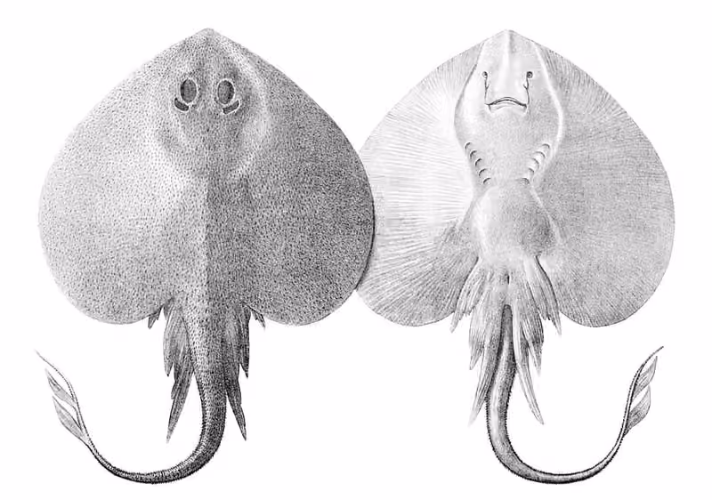 Lembar ilustrasi dokumenter Leucoraja fullonica dengan beberapa gambar dan detail.