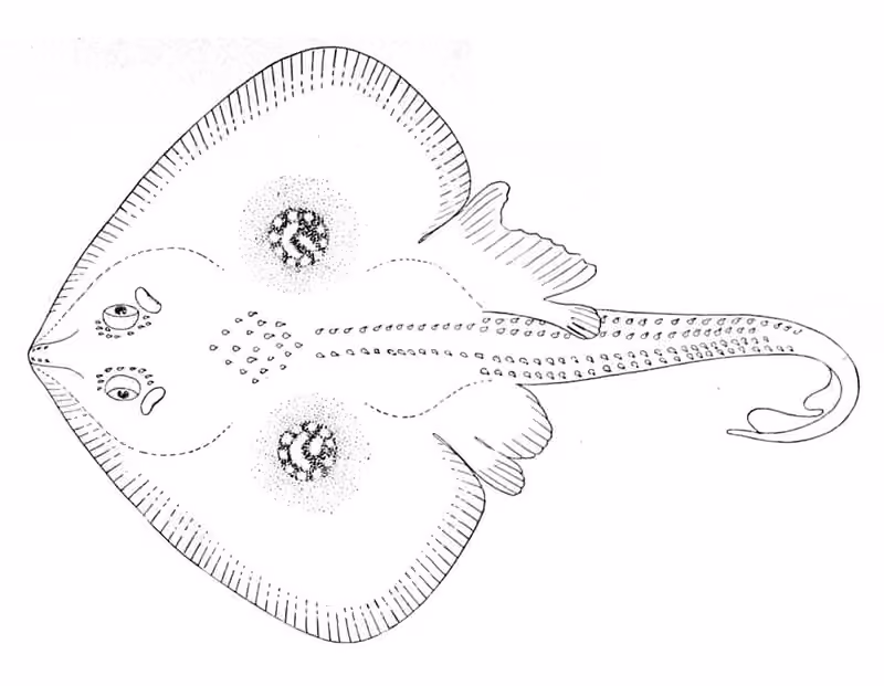Ilustrasi dokumenter Leucoraja naevus.