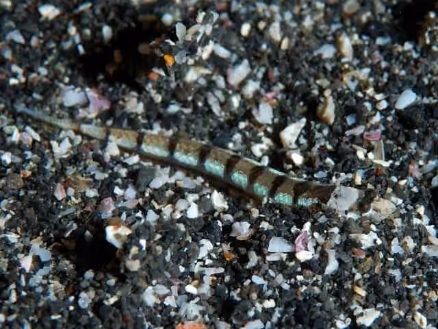 Dokumentasi Limnichthys fasciatus
