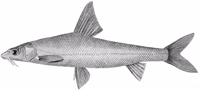 Ilustrasi dokumenter Luciobarbus brachycephalus.