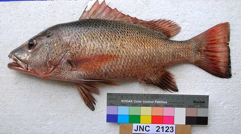 Dokumentasi Lutjanus argentimaculatus