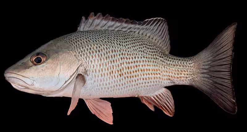 Dokumentasi Lutjanus griseus