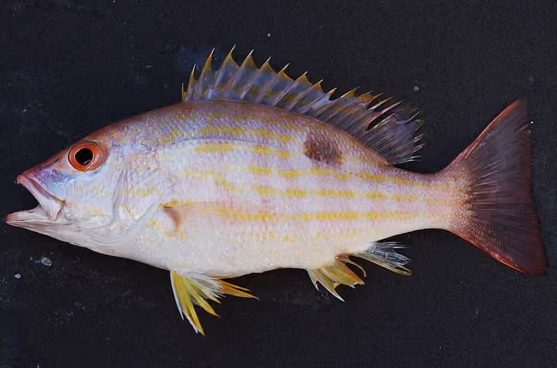 Dokumentasi Lutjanus synagris