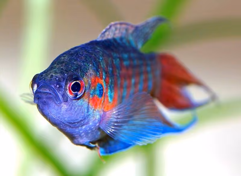 Dokumentasi Macropodus opercularis