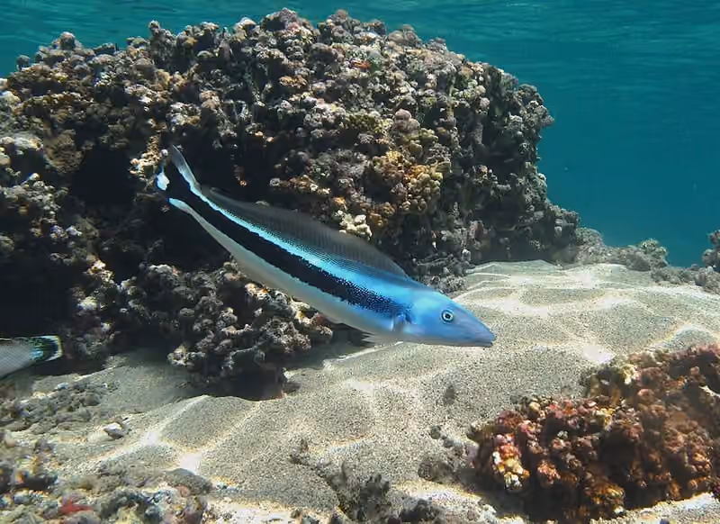 Dokumentasi Malacanthus latovittatus